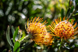 gypsies-rest_freycinet-holiday-houses_puddlehub-2023-170-enhanced-nr